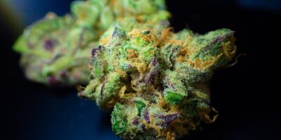 BTG (BPAC11) lança fundo de Cannabis com aporte inicial de R$ 100