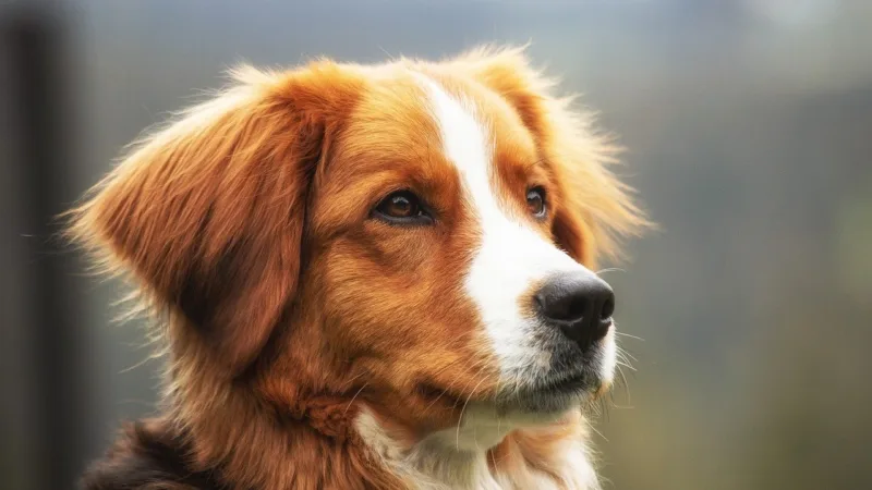 Porto Seguro (PSSA3): negócio da PetLove confirma ‘nova narrativa’; BTG eleva recomendação para Compra