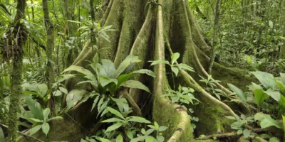 Para Votorantim, há, sim, como gerar lucro e manter floresta em pé