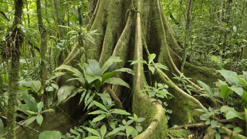 Para Votorantim, há, sim, como gerar lucro e manter floresta em pé