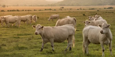 Argentina suspende exportações de carne bovina: Minerva (BEEF3) e Marfrig (MRFG3) caem