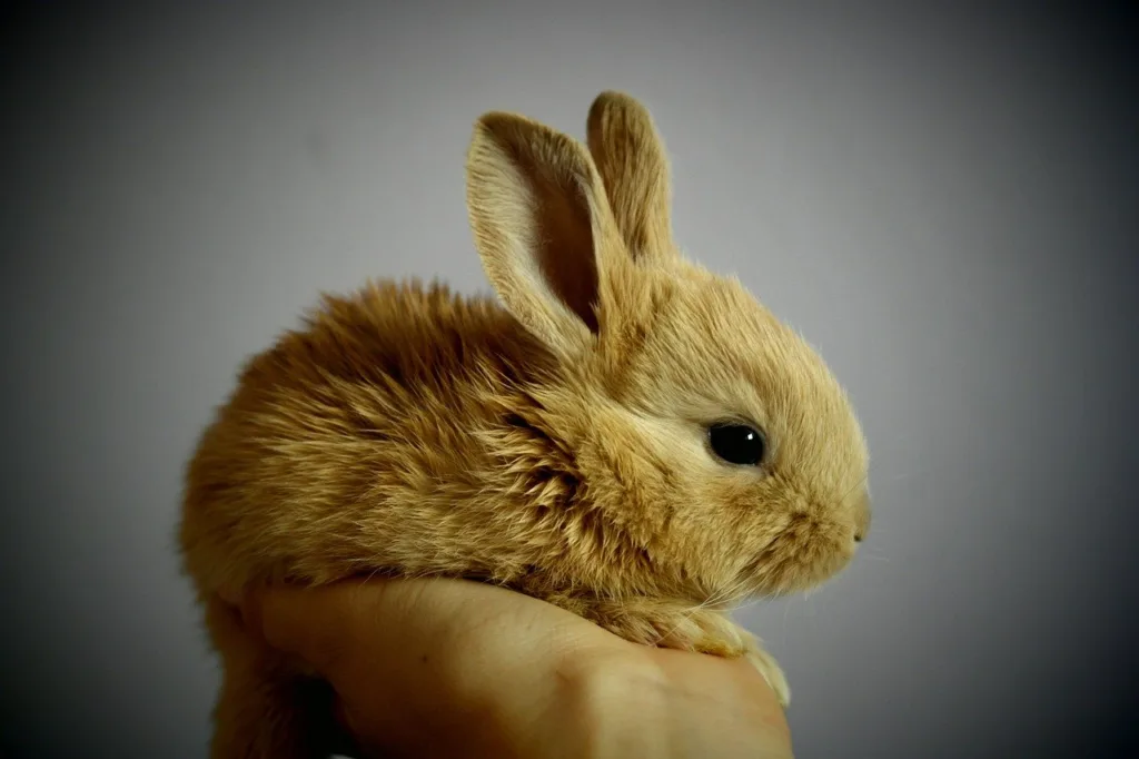 Além da Natura (NTCO3), veja outras empresas que não fazem testes em animais