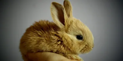 Além da Natura (NTCO3), veja outras empresas que não fazem testes em animais