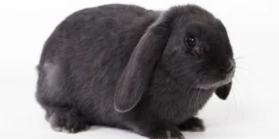 STF mantém lei que proíbe uso de animais em testes de cosméticos no Rio