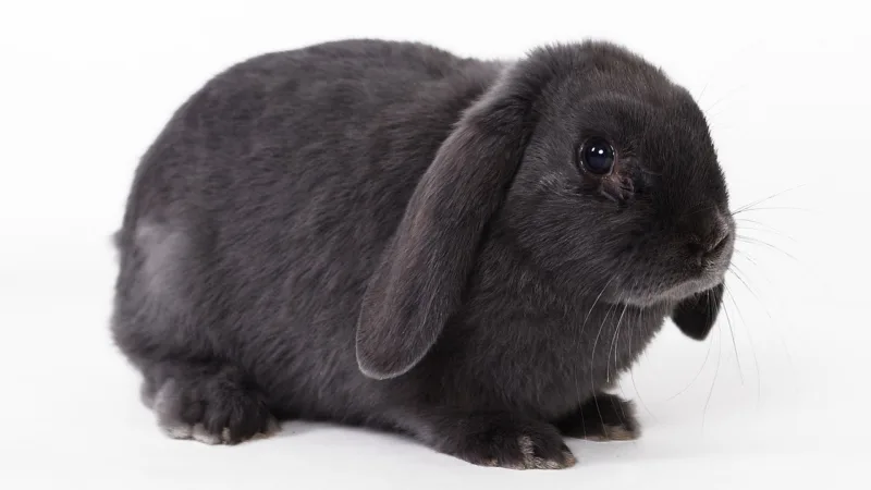 STF mantém lei que proíbe uso de animais em testes de cosméticos no Rio