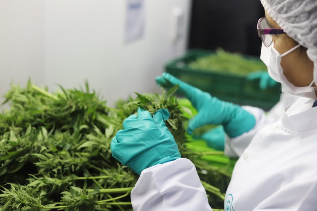 Clever Leaves, de cannabis medicinal, vê mercado crescente no Brasil e busca parceiros
