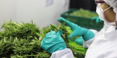 Clever Leaves vê Brasil como mercado perfeito para cannabis medicinal
