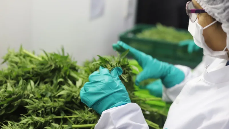 Clever Leaves vê Brasil como mercado perfeito para cannabis medicinal
