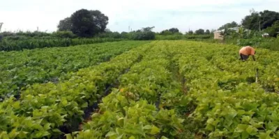 Bancos digitais e agritechs oferecem crédito rural a produtor familiar