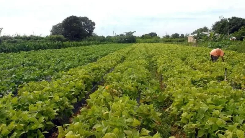 Bancos digitais e agritechs oferecem crédito rural a produtor familiar