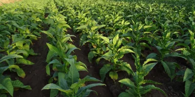 Fiagro seguirá caminho dos FIIs após queda de vetos