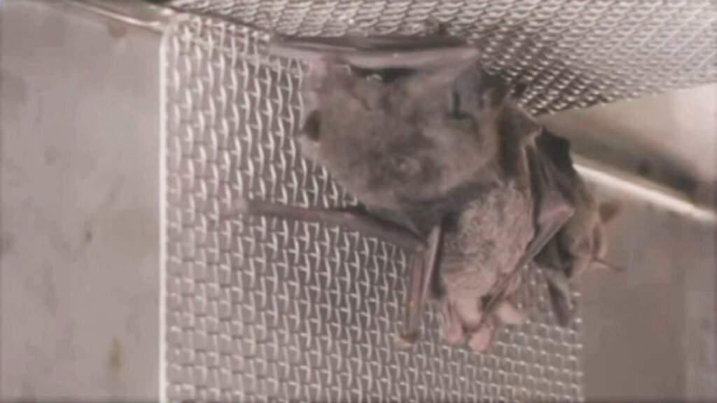 Vídeo mostra morcegos no laboratório de Wuhan.