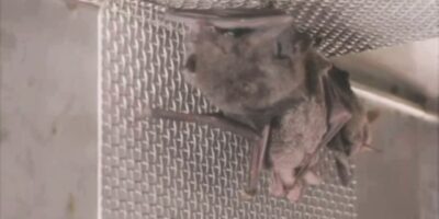 Vídeo mostra morcegos vivos em laboratório de Wuhan e desmente governo chinês
