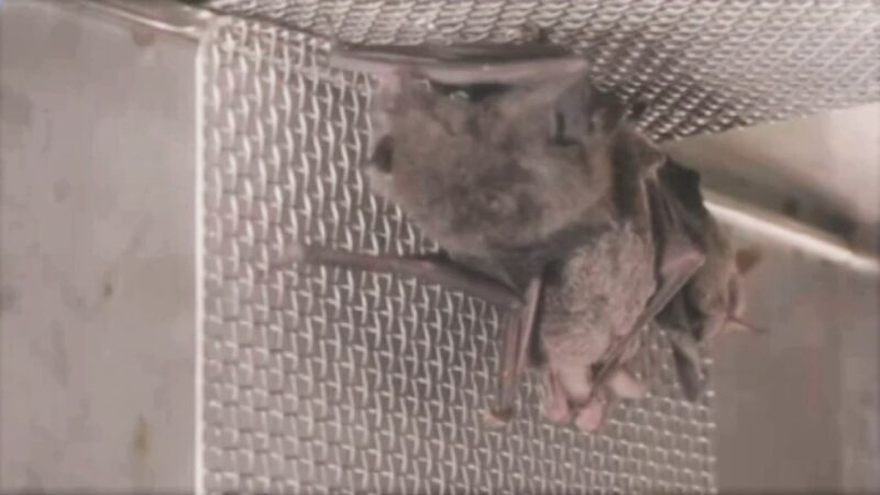 Vídeo mostra morcegos vivos em laboratório de Wuhan e desmente governo chinês