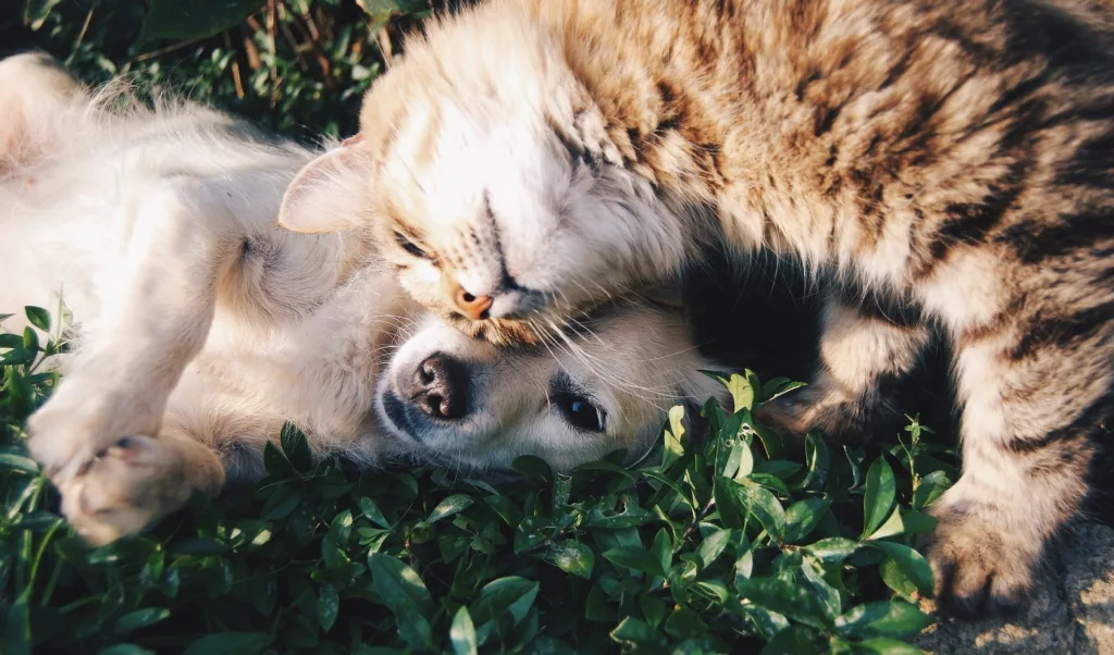 Pets. Foto: Pixabay