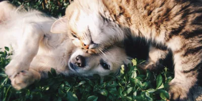 Mercado pet: Sem líder definido, setor de R$ 40 bi aposta em luxo e inovação