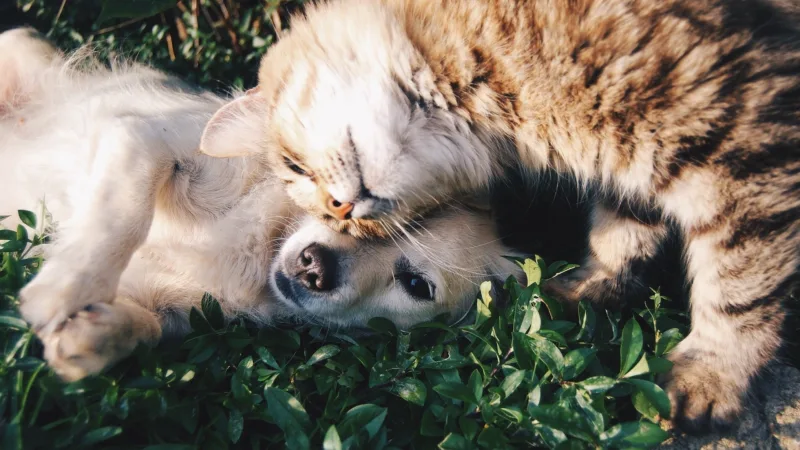 Mercado pet: Sem líder definido, setor de R$ 40 bi aposta em luxo e inovação