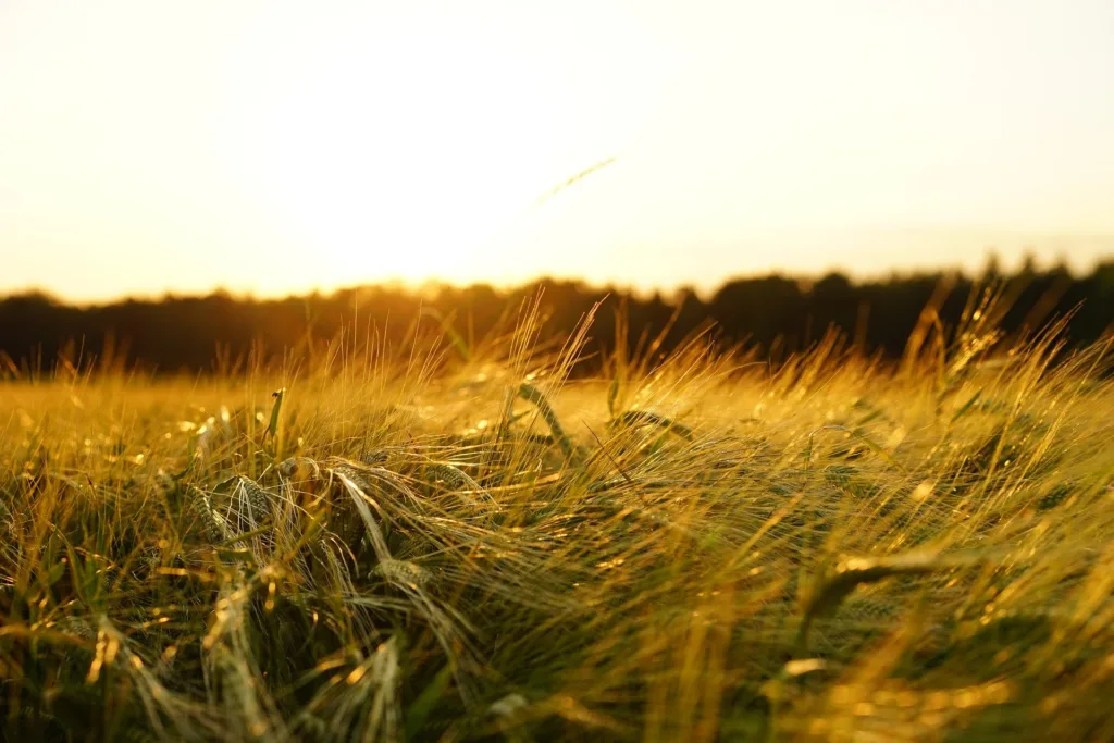 Caramuru. Foto: Pixabay