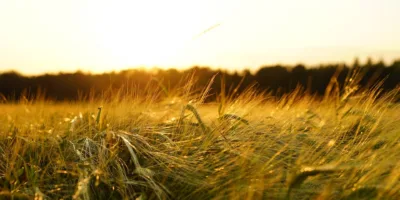AgriBrasil, de comercialização de grãos, pede registro para IPO