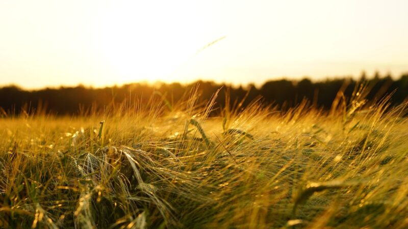 AgriBrasil, de comercialização de grãos, pede registro para IPO