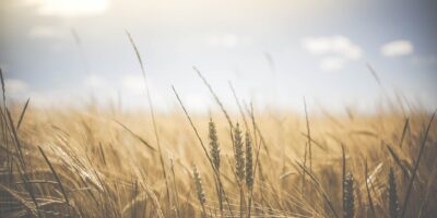 Commodities agrícolas disparam nos EUA por causa da seca