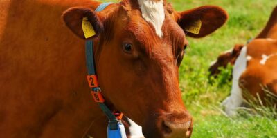 Agricultura confirma casos de ‘vaca louca’ e exportações à China são suspensas