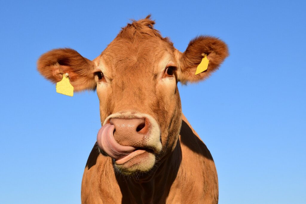 'Vaca louca': Marfrig (MRFG3) vê retomada de exportações em breve