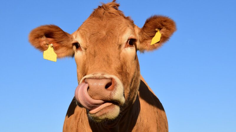 ‘Vaca louca’: Marfrig (MRFG3) vê retomada de exportações em breve