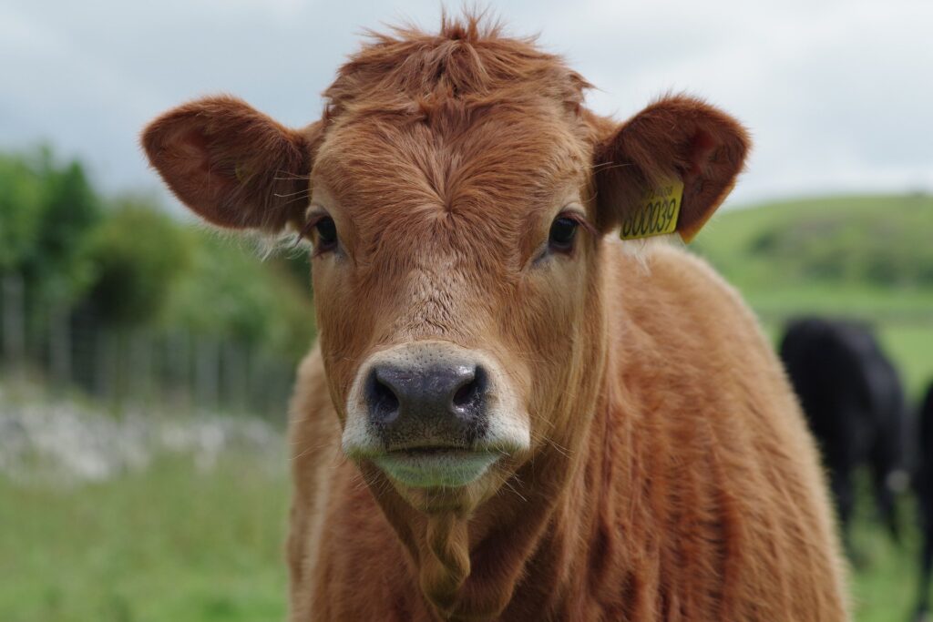 Casos de 'vaca louca' não representam risco à produção bovina, diz OIE