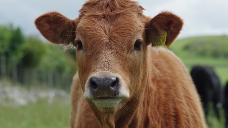 Casos de ‘vaca louca’ não representam risco à produção bovina, diz OIE