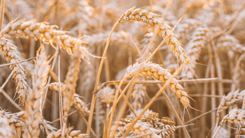 Rússia e Ucrânia: situação das commodities agrícolas é delicada, diz XP; entenda