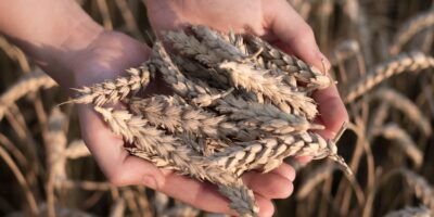 Ucrânia suspende exportação de trigo e outros produtos agrícolas