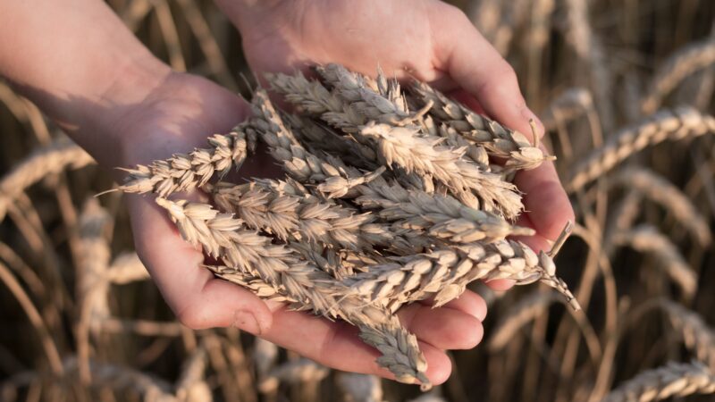 Ucrânia suspende exportação de trigo e outros produtos agrícolas