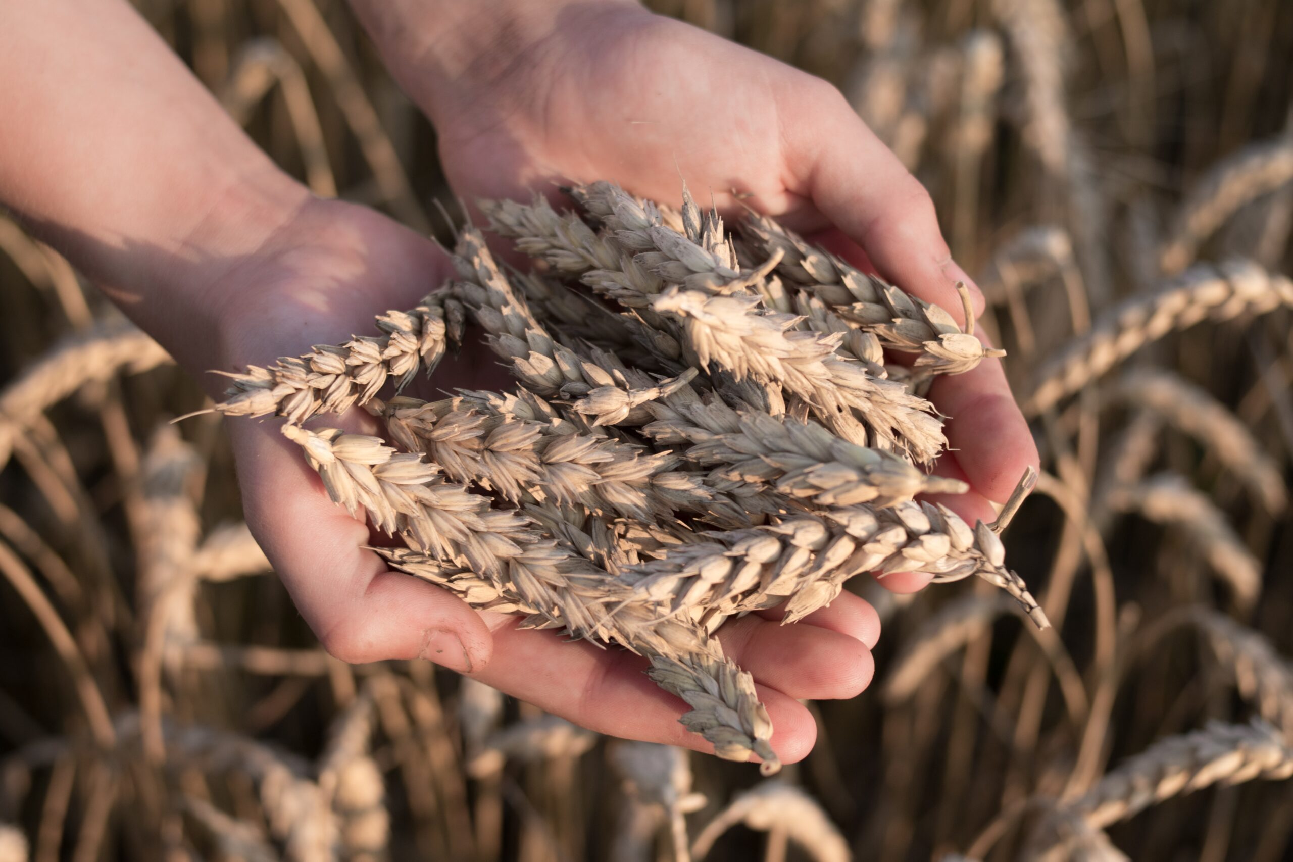 Ucrânia e Rússia no preço do trigo e milho. Foto: Pexels.