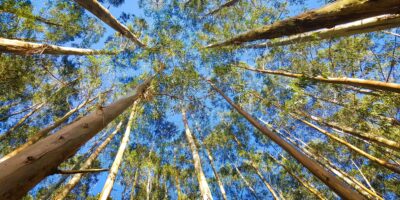 Klabin (KLBN11) vende 8 mil hectares de floresta por R$ 230 milhões