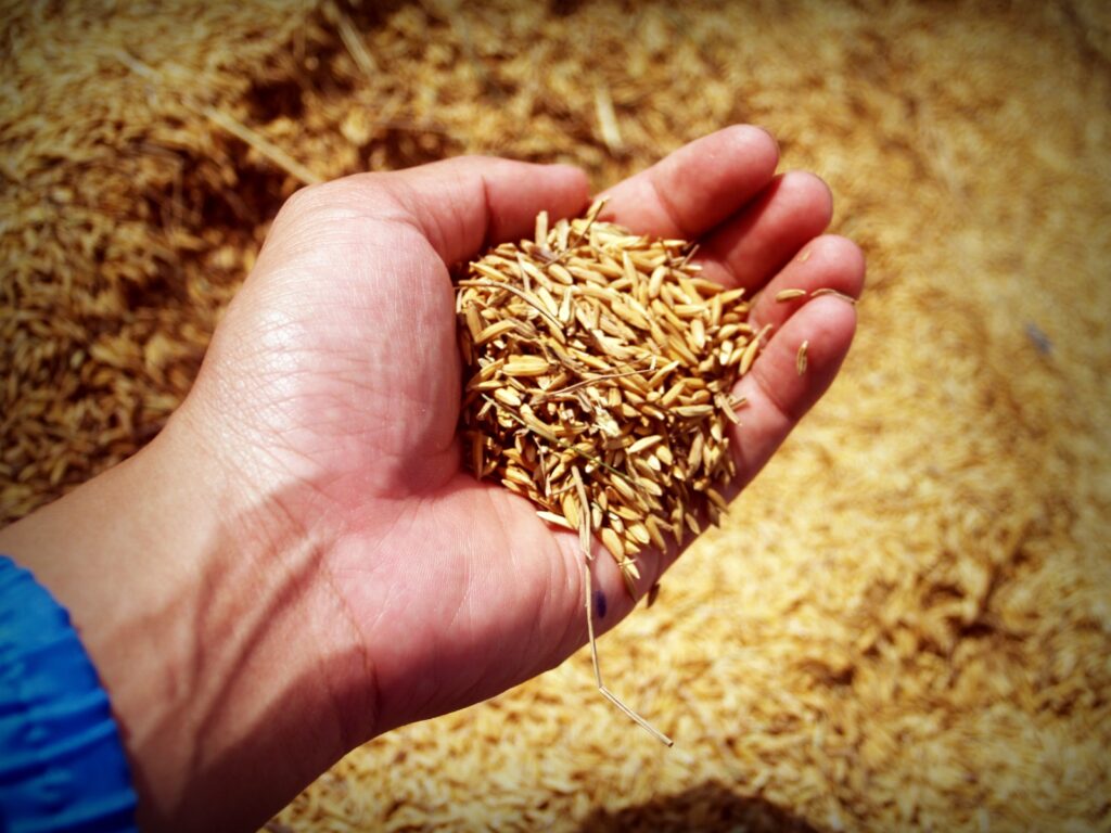Preço do trigo acumula alta de 46,25% desde o início da guerra e marca recorde histórico. Foto: Pexels.