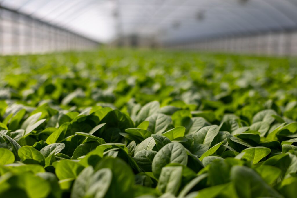 Veja formas de investir no agronegócio. Foto: Pexels.