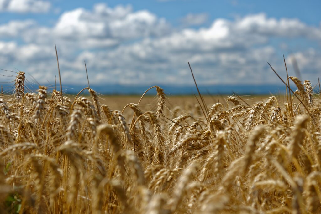 A Argentina formalizou a criação de fundo para estabilizar a escalada recente dos preços do trigo a fim de proteger consumidores. Foto: Pexels.