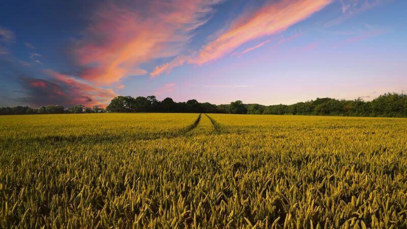 Quem são os 10 maiores bilionários do agronegócio do Brasil?