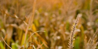 Conheça os planos do Fiagro VCRA11