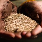 Soja ruma a novo recorde em 2026 — e o RS volta ao jogo, aponta IBGE