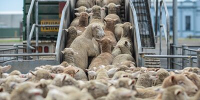 Minerva (BEEF3) compra maior frigorífico ovino da Austrália por R$ 1,3 bi, diz site