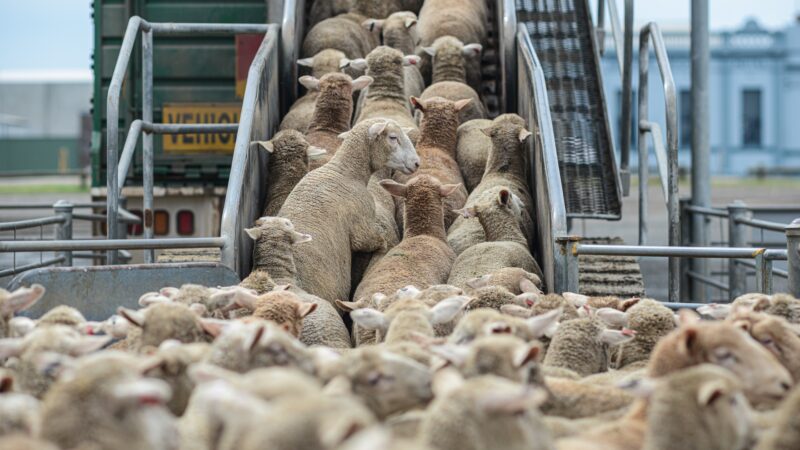 Minerva (BEEF3) compra maior frigorífico ovino da Austrália por R$ 1,3 bi, diz site