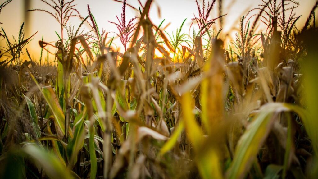 Plantação de milho. Foto: Pixabay