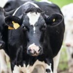 JBS (JBSS32): Queda após 2T25 com pressão no US Beef; analistas ainda veem potencial de alta