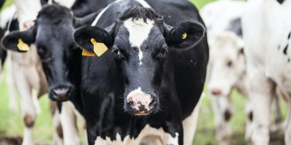 JBS (JBSS32): Queda após 2T25 com pressão no US Beef; analistas ainda veem potencial de alta