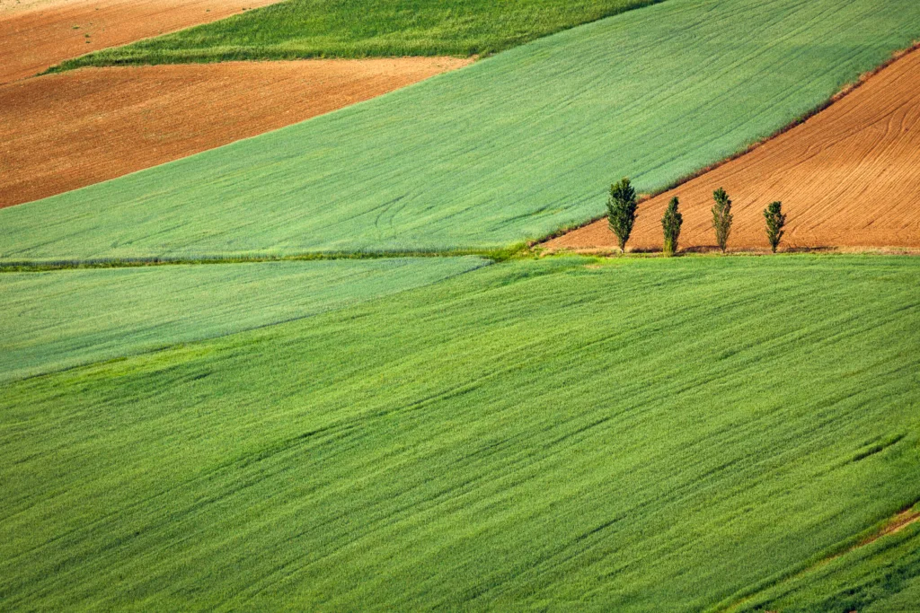 Fiagro cai no gosto do mercado com ganhos acima do CDI e fomento ao agronegócio. Fonte: Unsplah