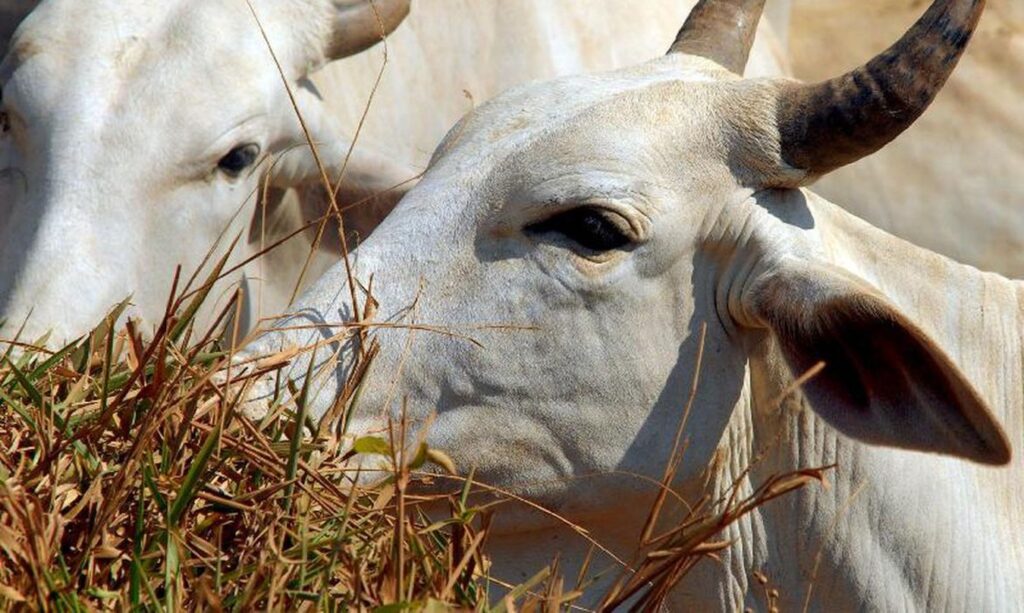 Carne: doença da vaca louca não vai afetar preços no Brasil, diz ministro. Foto: Agência Brasil