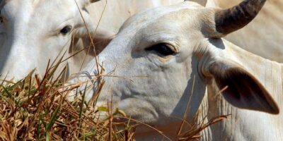 Doença da “vaca louca”: ministro descarta aumento de preço da carne
