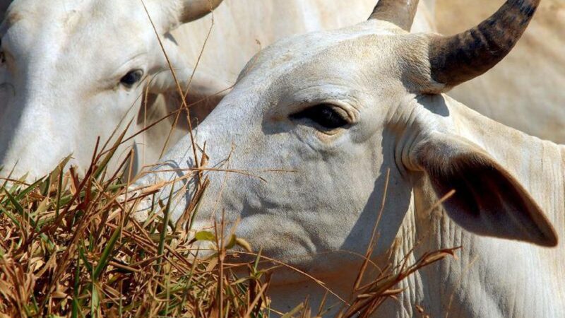 Doença da “vaca louca”: ministro descarta aumento de preço da carne